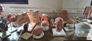Obr. 2 Anatomická knihovna.jpg